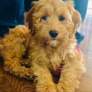 Meet your Posher, Lanisa